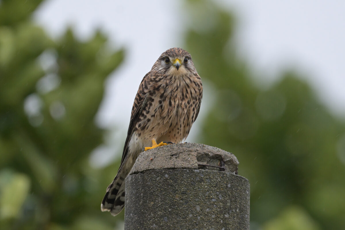 チョウゲンボウ
西表島
住吉牧場
