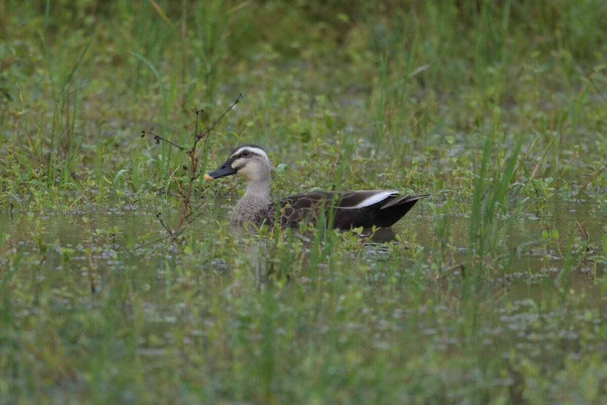 カルガモ
西表島
浦内の田んぼ