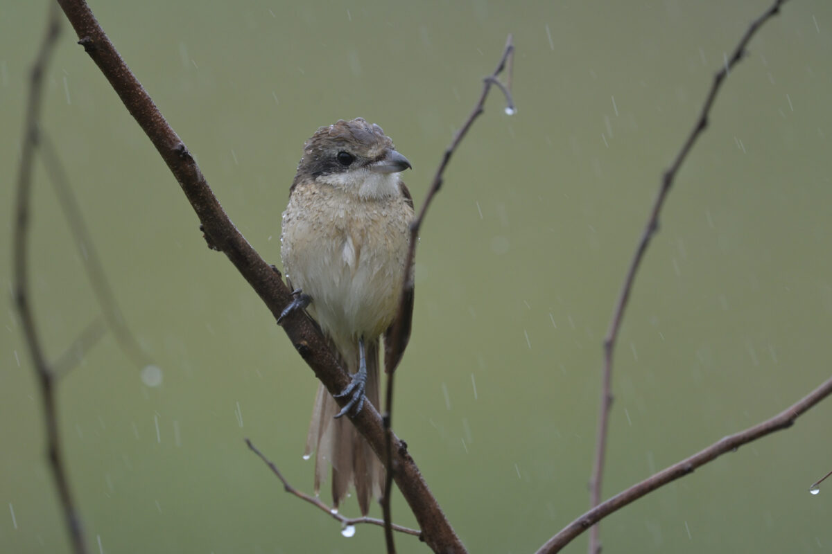 シマアカモズ
西表島
大浜農園