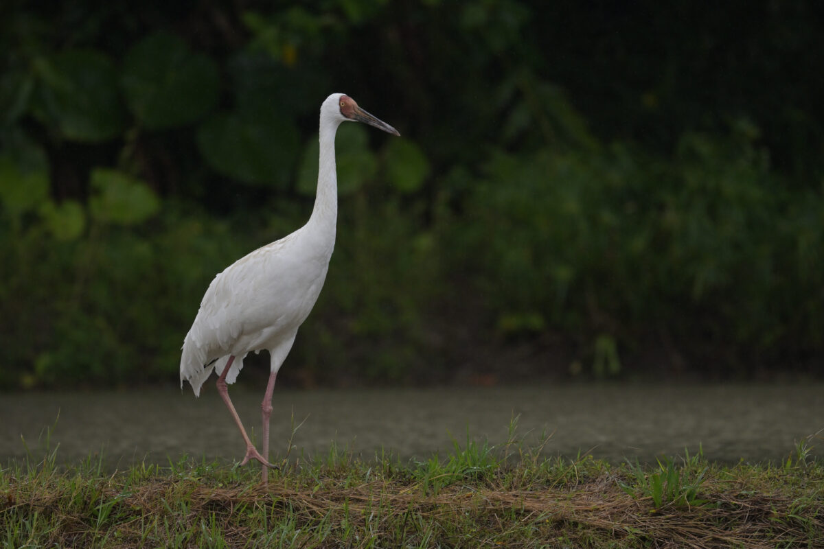 ソデグロヅル
西表島
ミダラの田んぼ