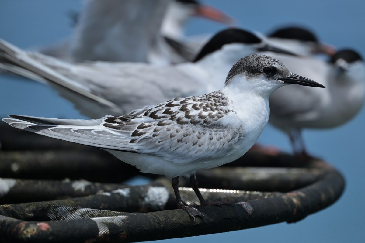 ベニアジサシ
ベニアジサシ幼鳥
西表島
鳩間島