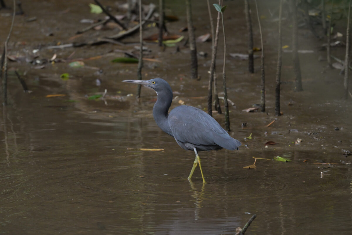 クロサギ
西表島
ミダラの田んぼ