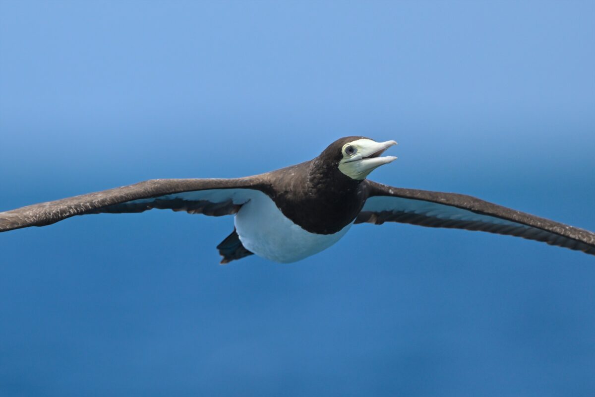 カツオドリ
カツオドリ雌
カツオドリ♀
西表島
鳩間島