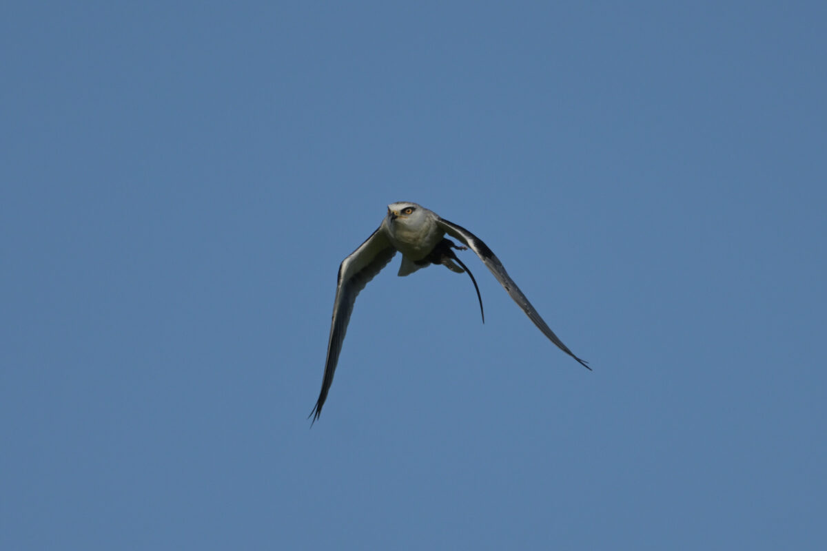 カタグロトビ
カタグロトビ若鳥
西表島
オオホラダ
