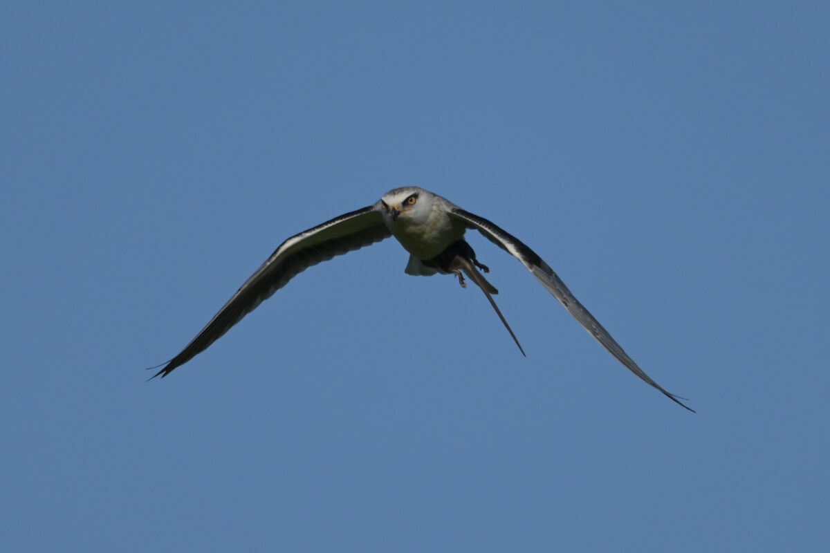 カタグロトビ
カタグロトビ若鳥
西表島
オオホラダ