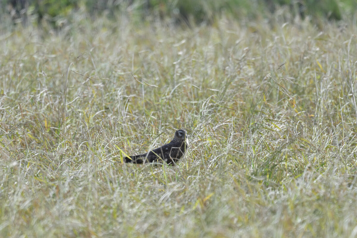 ハイイロチュウヒ
ハイイロチュウヒ幼鳥
西表島
美原の田んぼ