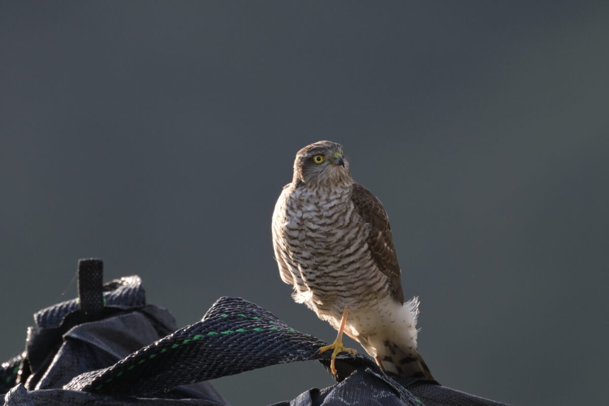 ハイタカ
ハイタカ幼鳥
西表島
美原の田んぼ