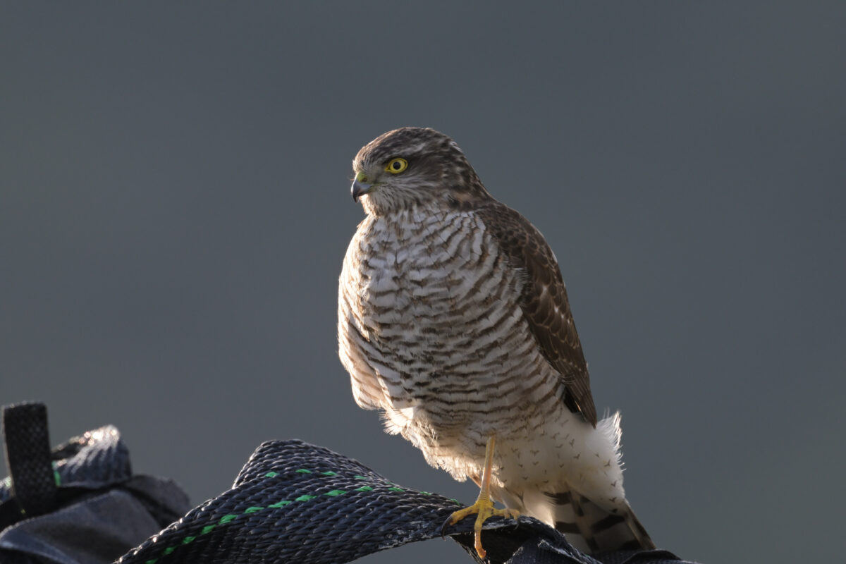 ハイタカ
ハイタカ幼鳥
西表島
美原の田んぼ