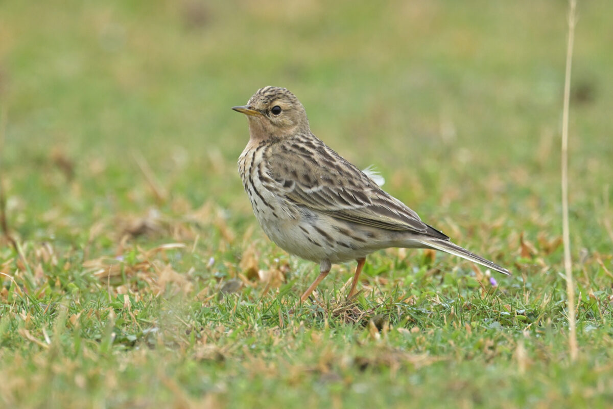 ムネアカタヒバリ
西表島
豊原