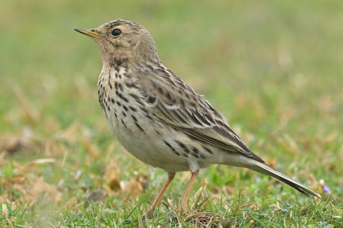 ムネアカタヒバリ
西表島
豊原