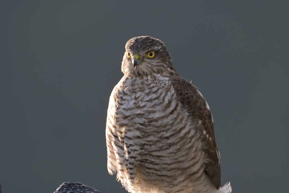 ハイタカ
ハイタカ幼鳥
西表島
美原の田んぼ