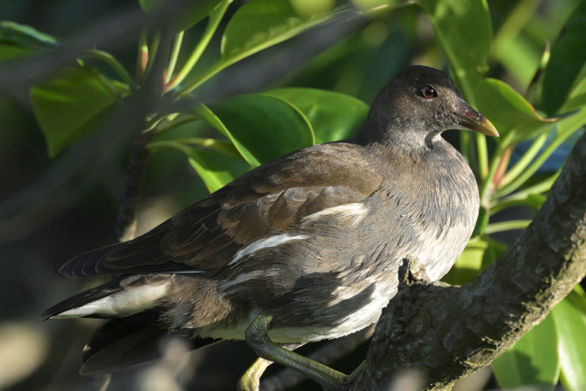 バン
バン幼鳥
バン若鳥
西表島
美原の田んぼ