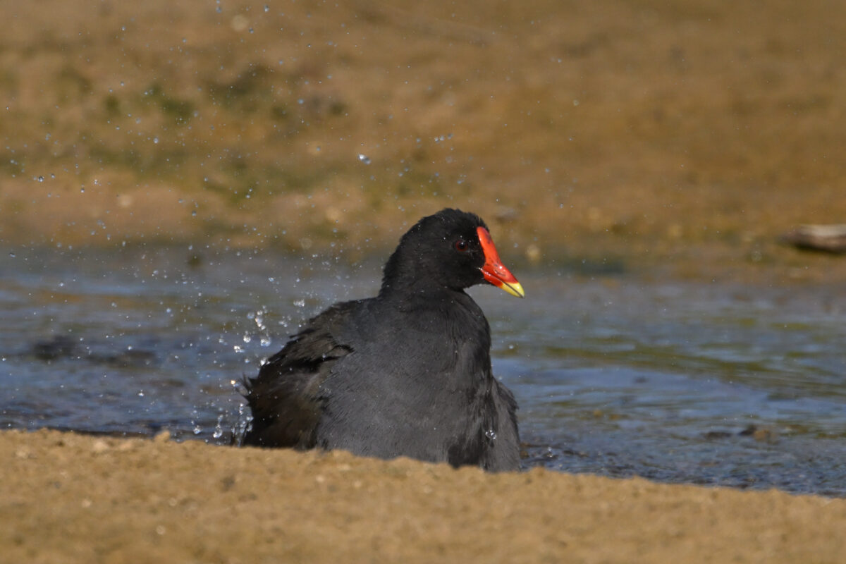 バン
西表島
オオホラダ