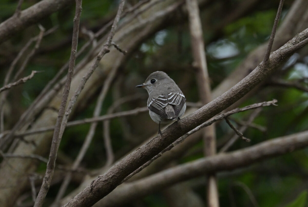 コサメビタキ
サメビタキ
西表島
白浜林道