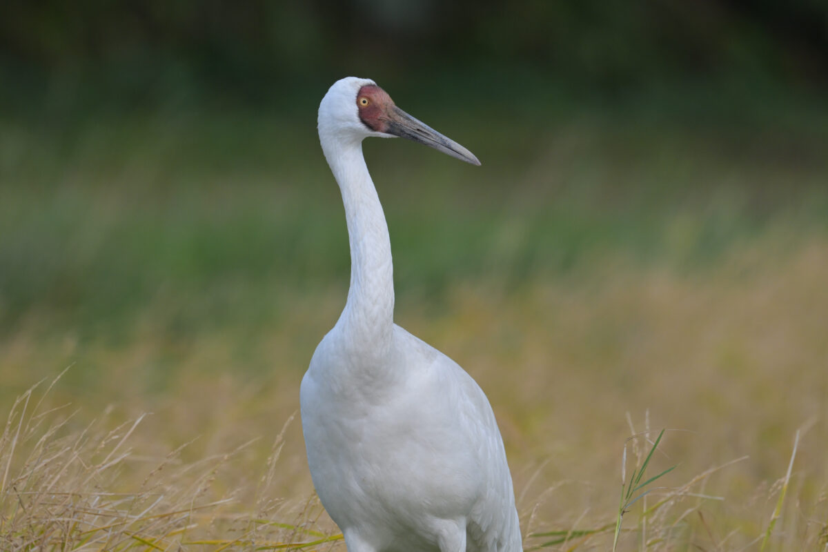 ソデグロヅル
西表島
ミダラの田んぼ