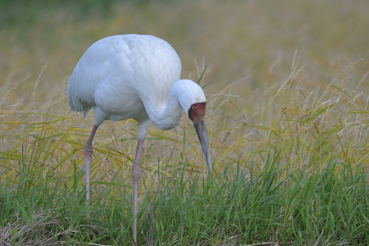 ソデグロヅル
西表島
ミダラの田んぼ