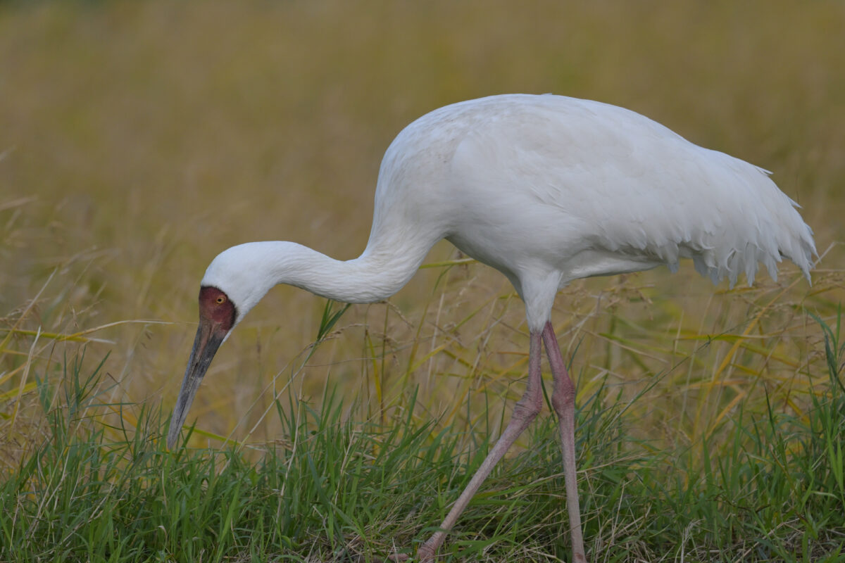 ソデグロヅル
西表島
ミダラの田んぼ