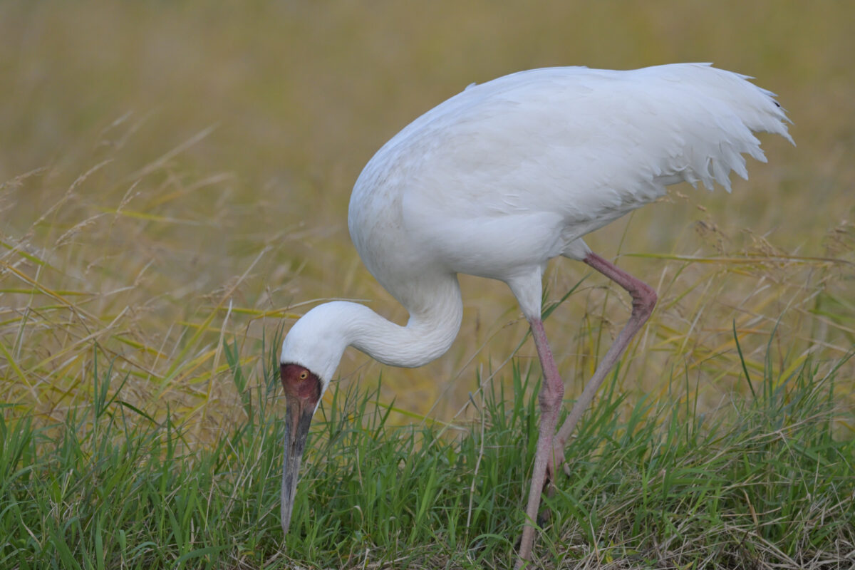 ソデグロヅル
西表島
ミダラの田んぼ
