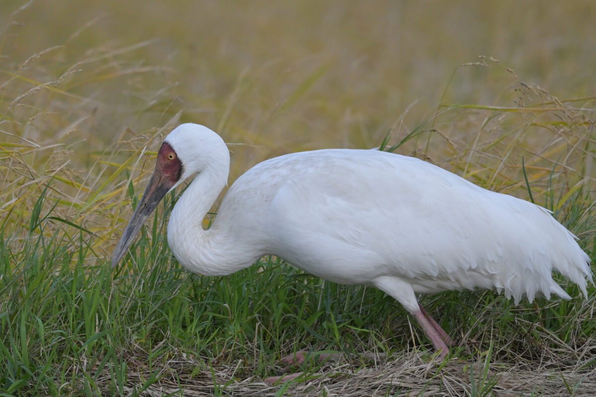ソデグロヅル
西表島
ミダラの田んぼ