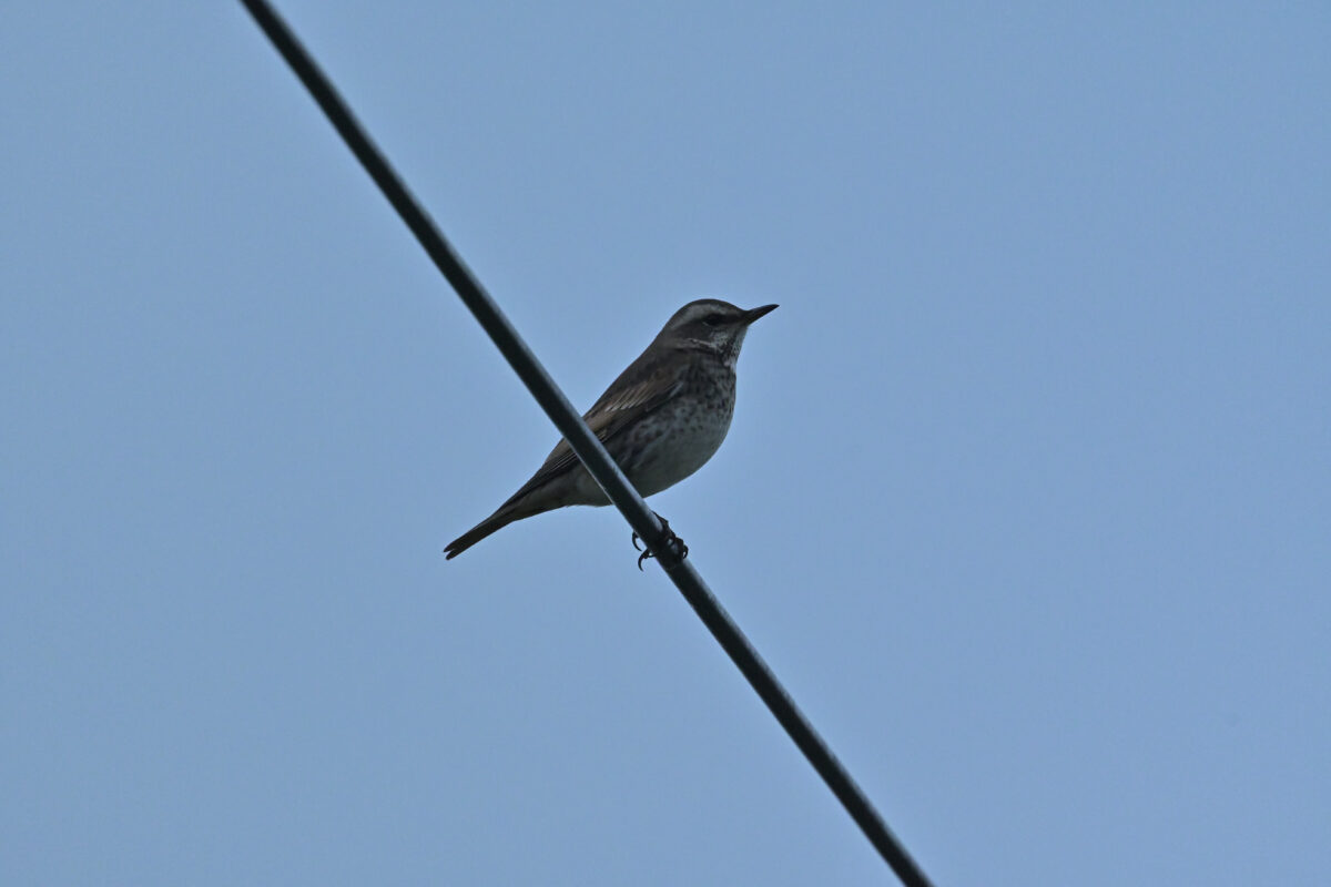 ツグミ
西表島
フカンタ