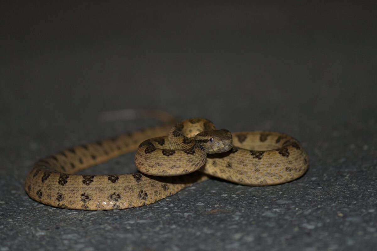 サキシマハブ
西表島
住吉集落