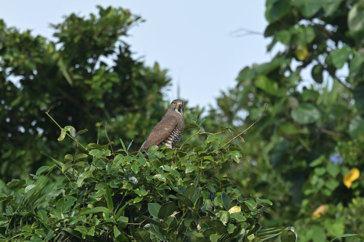 サシバ
サシバ♂
サシバ雄
西表島
オオホラダ