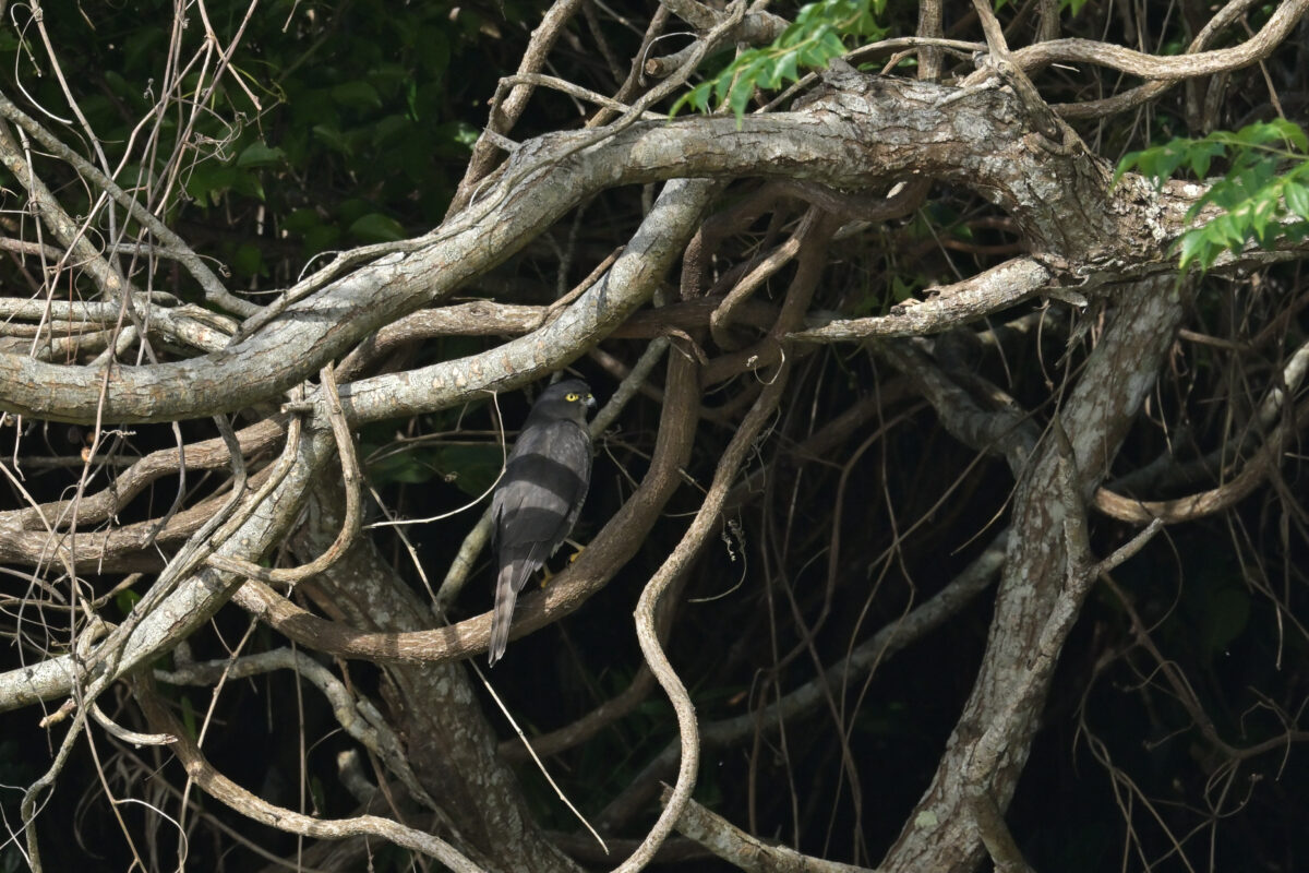 リュウキュウツミ
西表島
オオホラダ