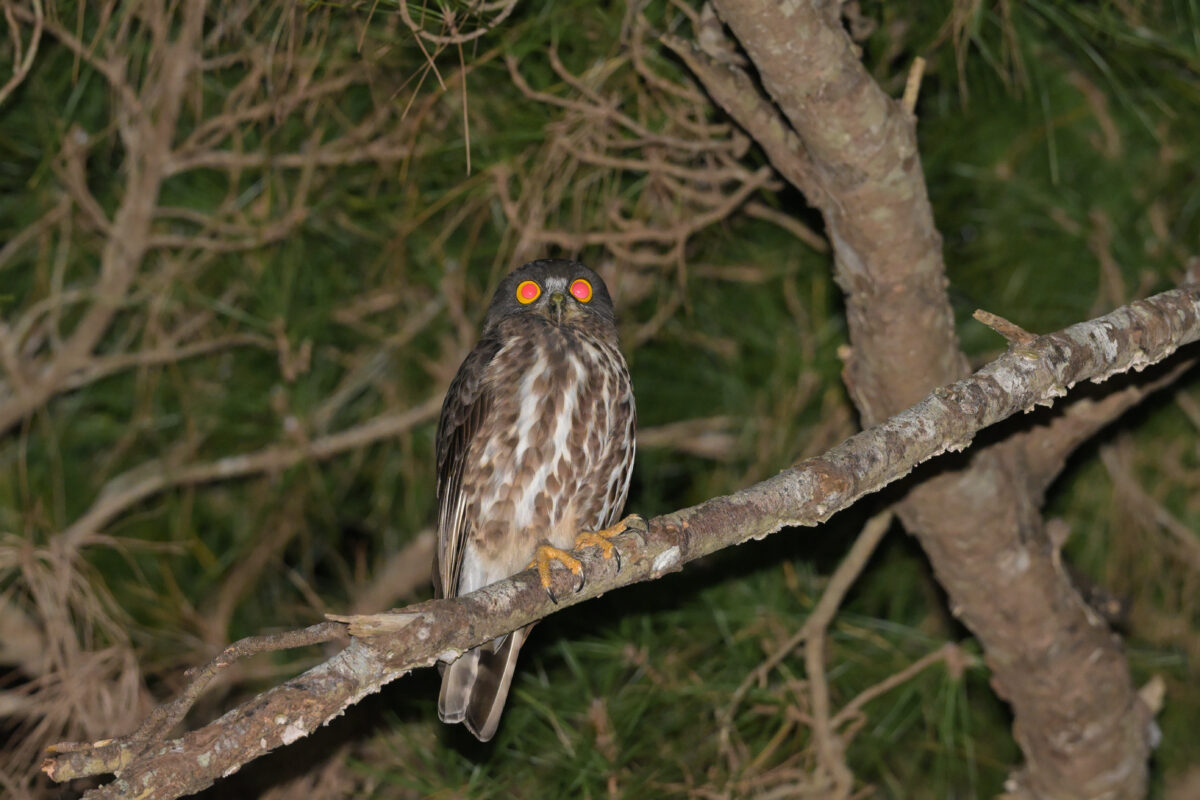 リュウキュウアオバズク
西表島
上原農道