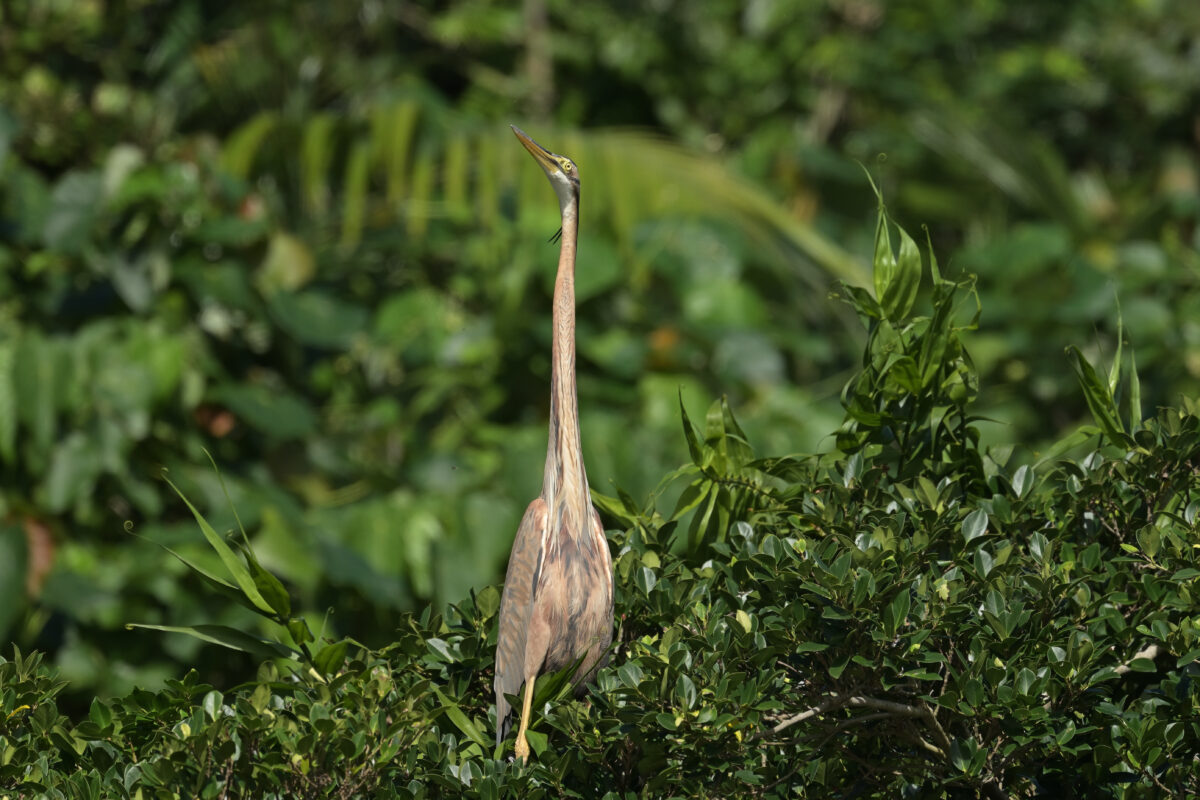 ムラサキサギ
ムラサキサギ幼鳥
ムラサキサギ若鳥
西表島
オオホラダ
