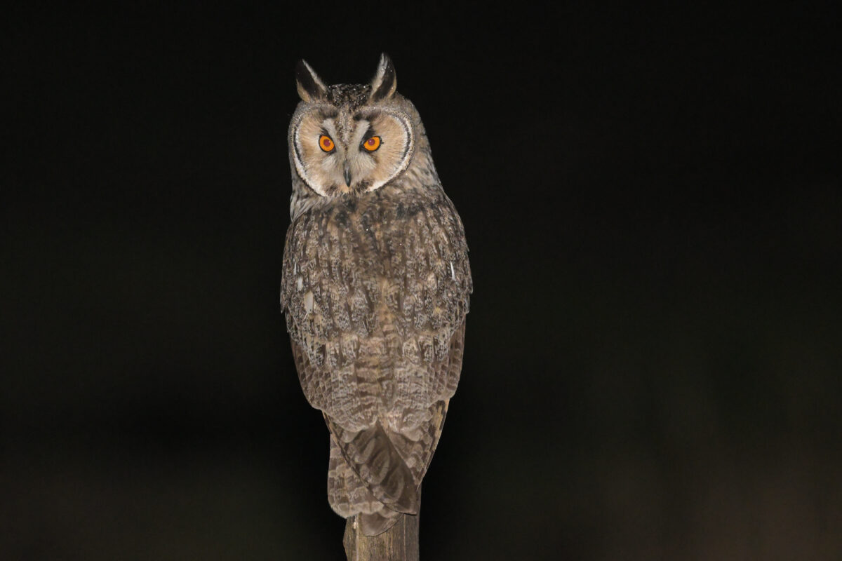 トラフズク
西表島
ミダラの田んぼ