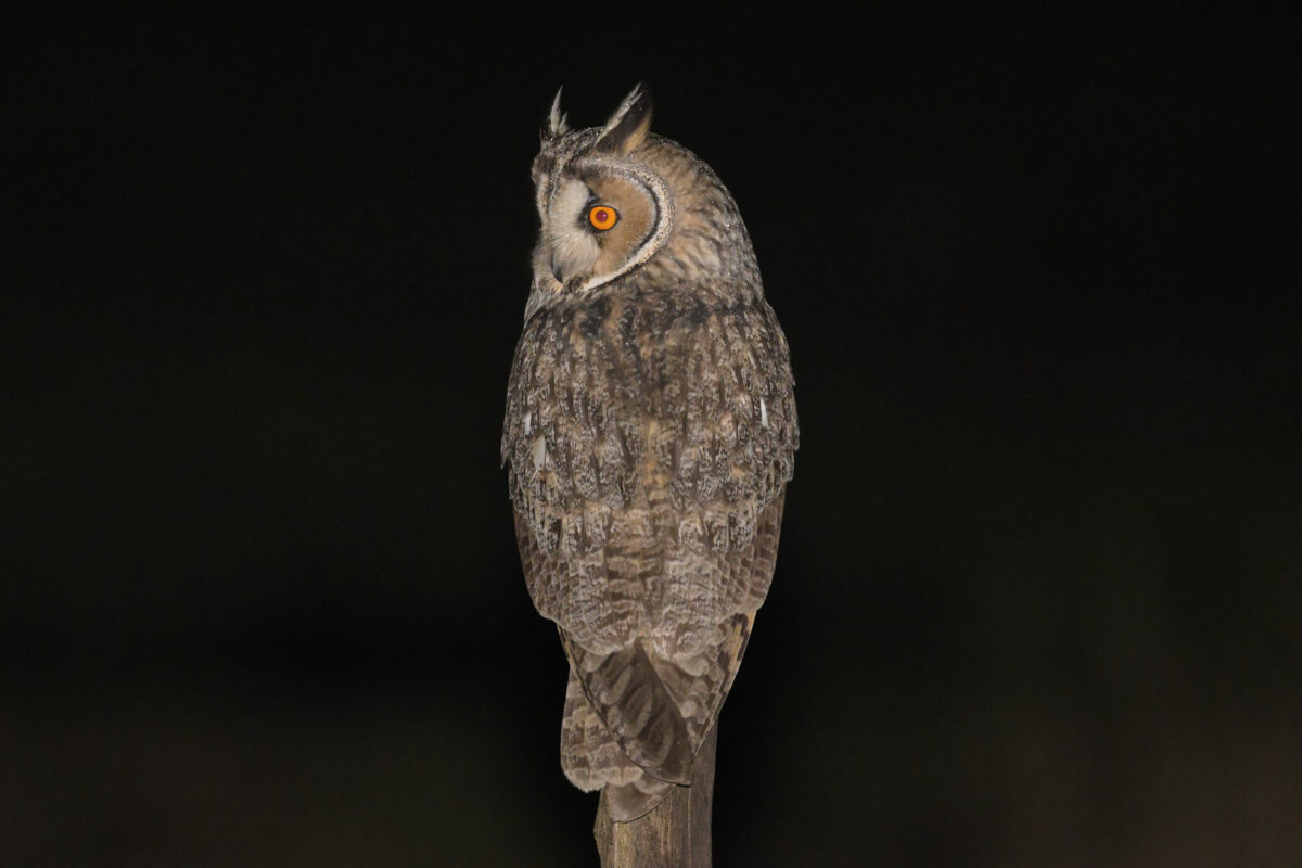 トラフズク
西表島
ミダラの田んぼ