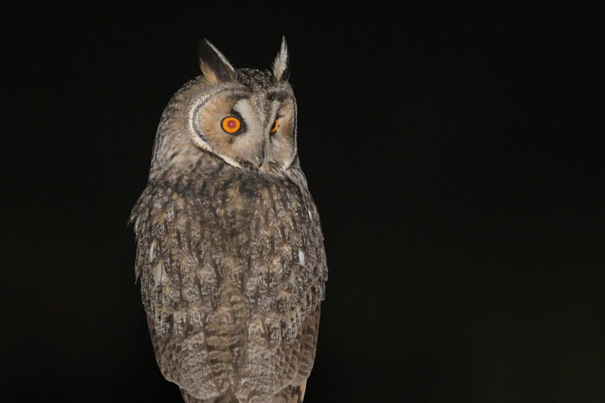 トラフズク
西表島
ミダラの田んぼ