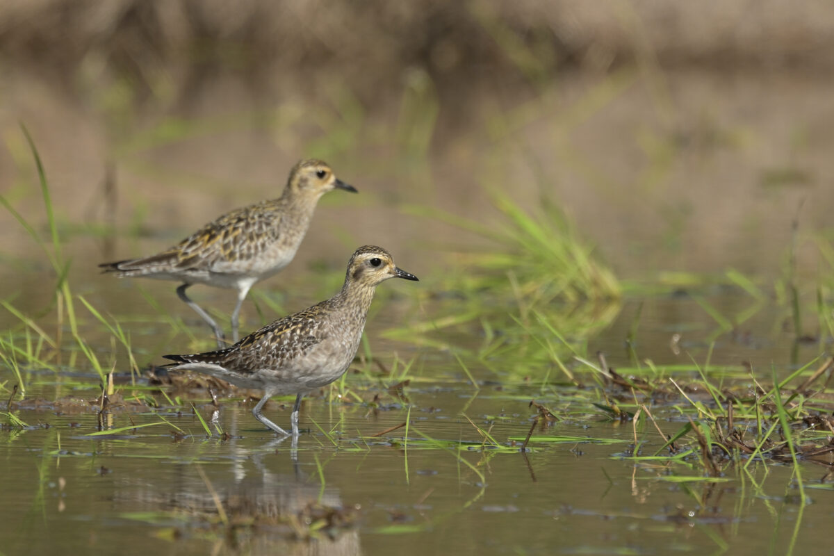 ムナグロ
ムナグロ冬羽
西表島
オオホラダ