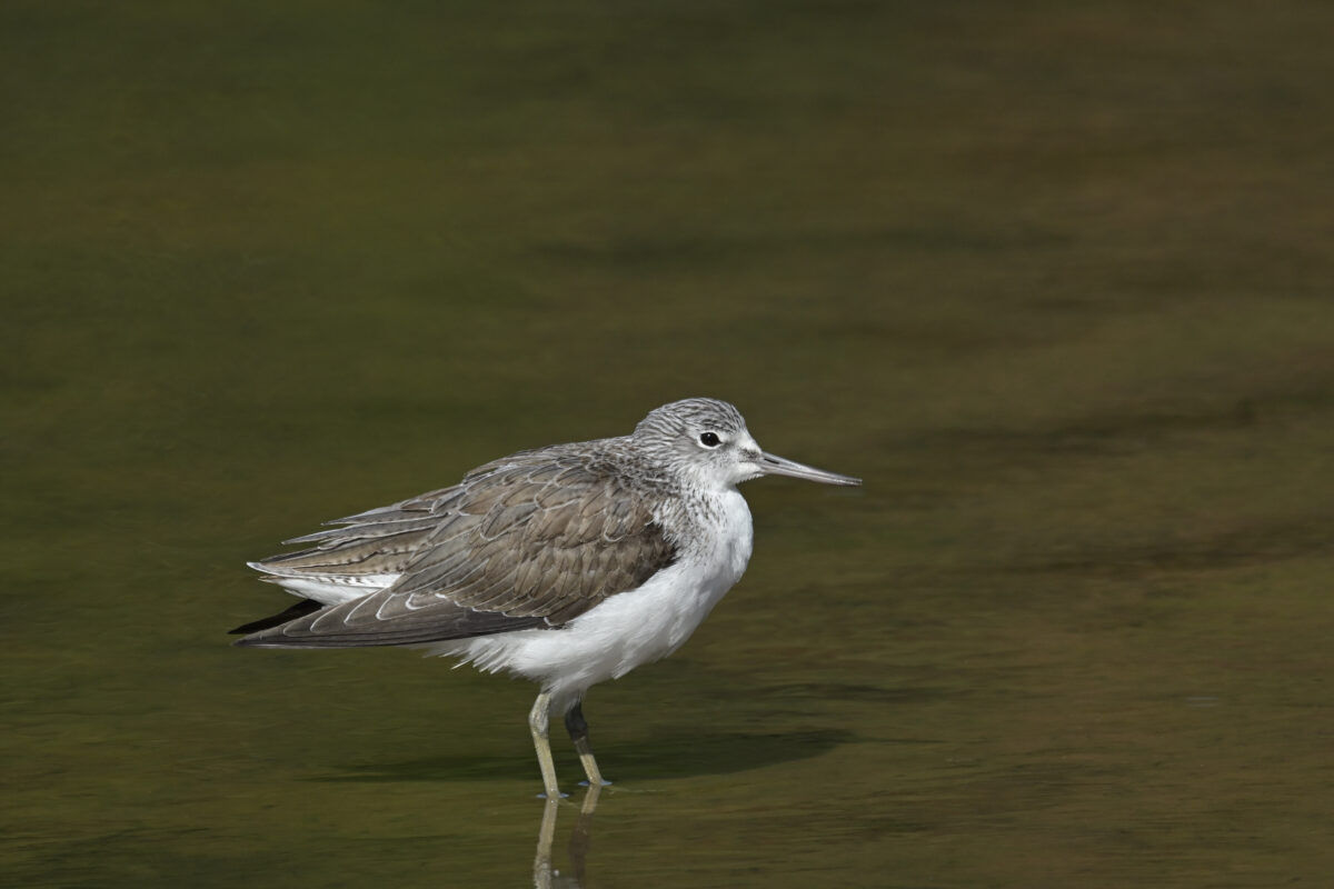 アオアシシギ
西表島
オオホラダ