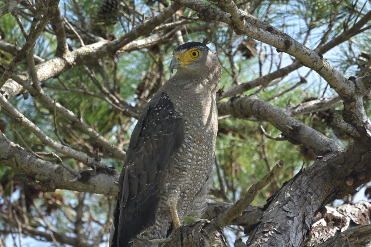 カンムリワシ
西表島
県道沿い