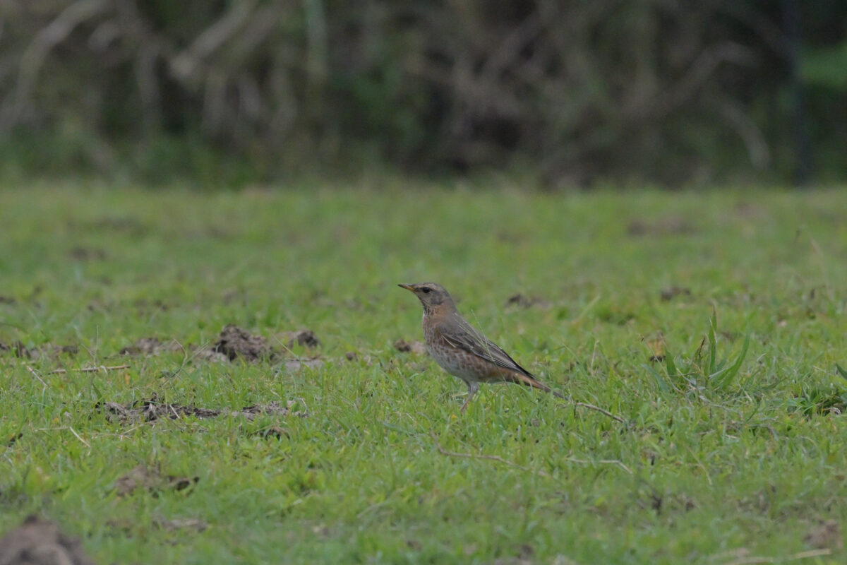 ハチジョウツグミ
西表島
佐久田