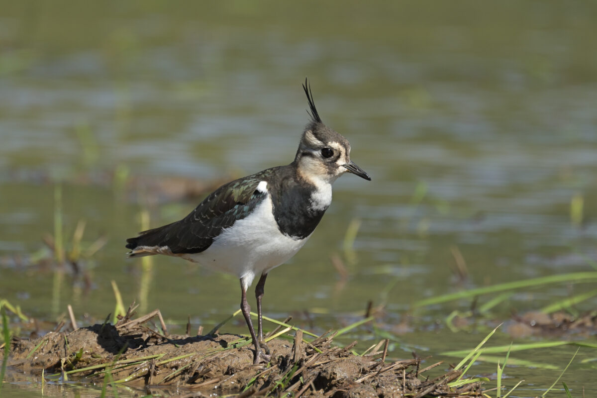 タゲリ
西表島
オオホラダ