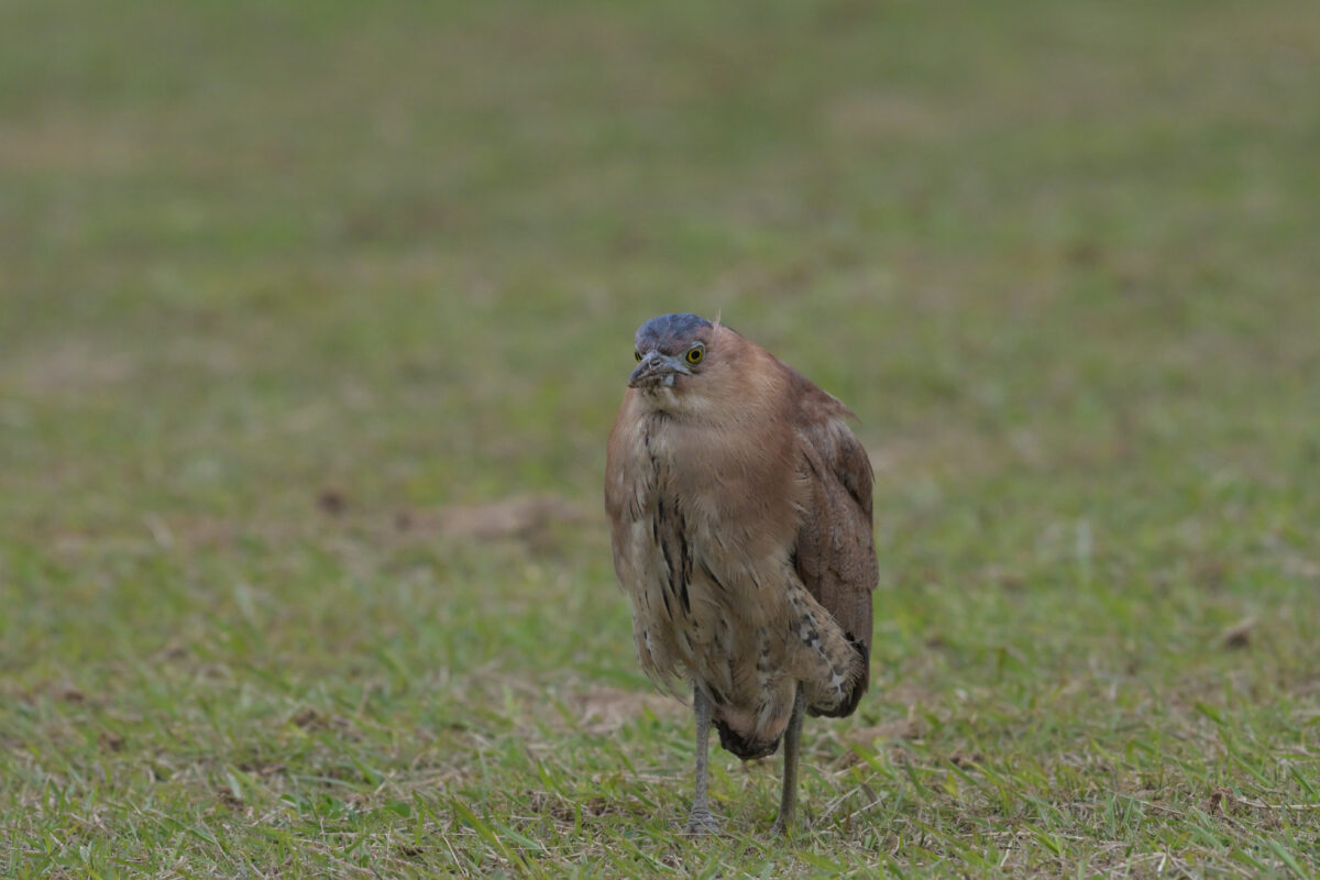ズグロミゾゴイ
西表島
豊原