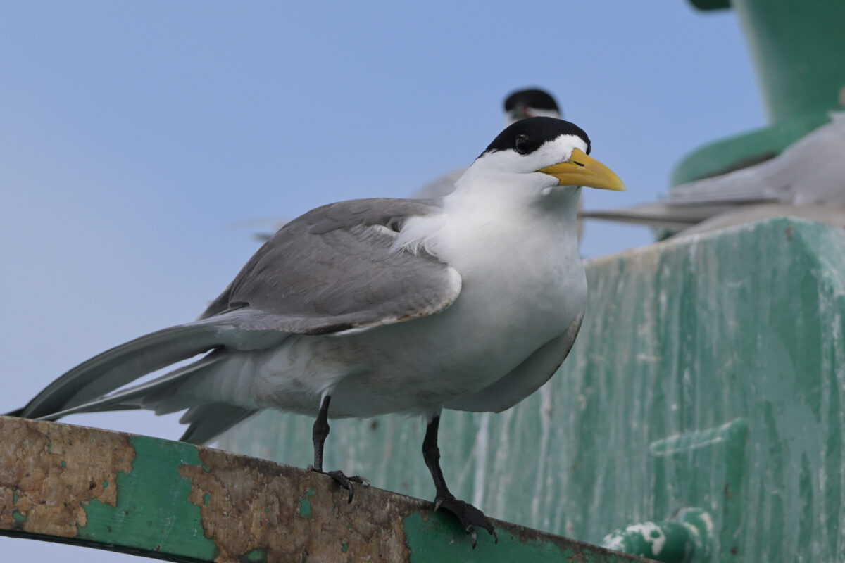 オオアジサシ
西表島
鳩間島