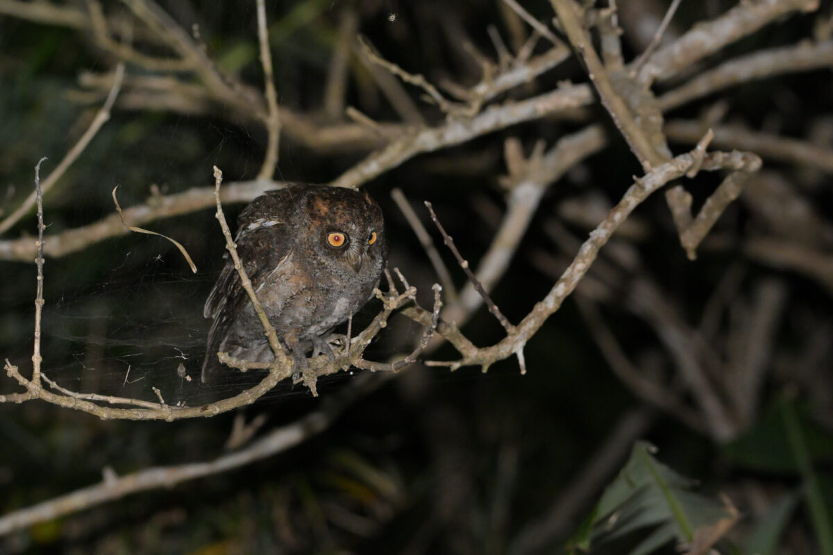 リュウキュウコノハズク
西表島
ミダラの田んぼ
