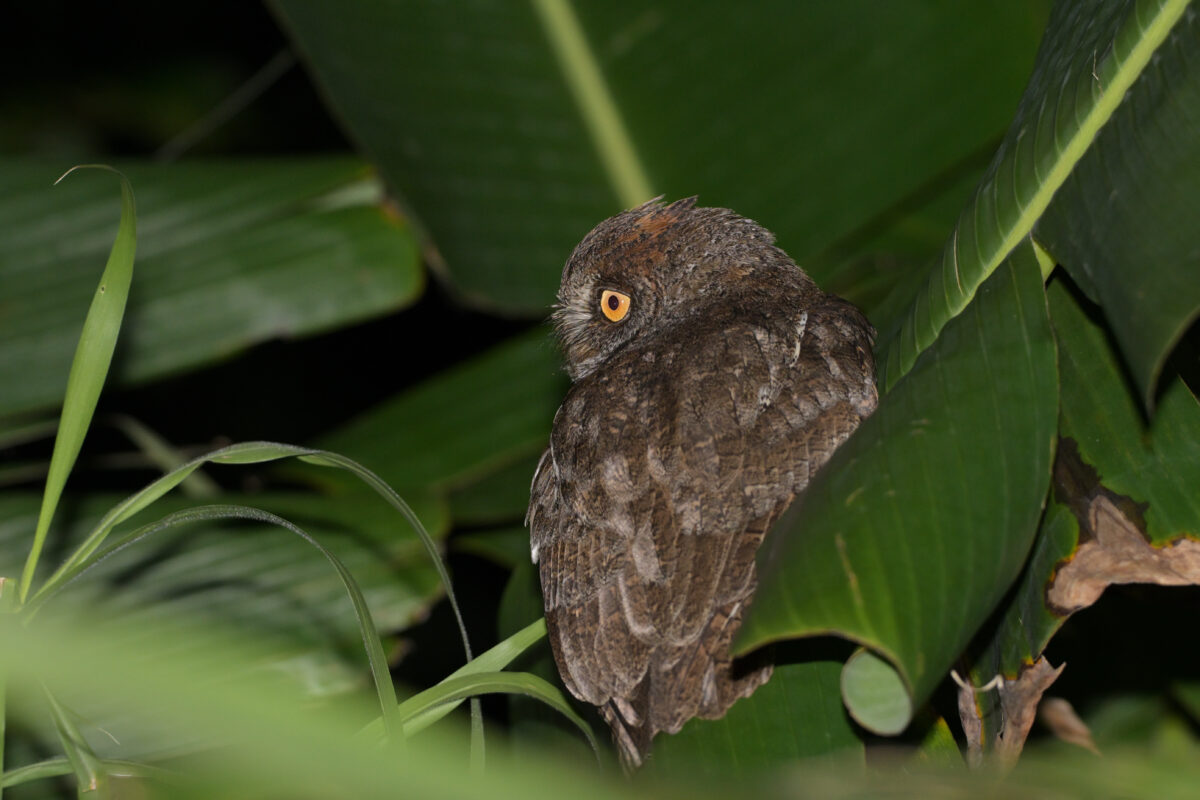 リュウキュウコノハズク
西表島
ミダラの田んぼ