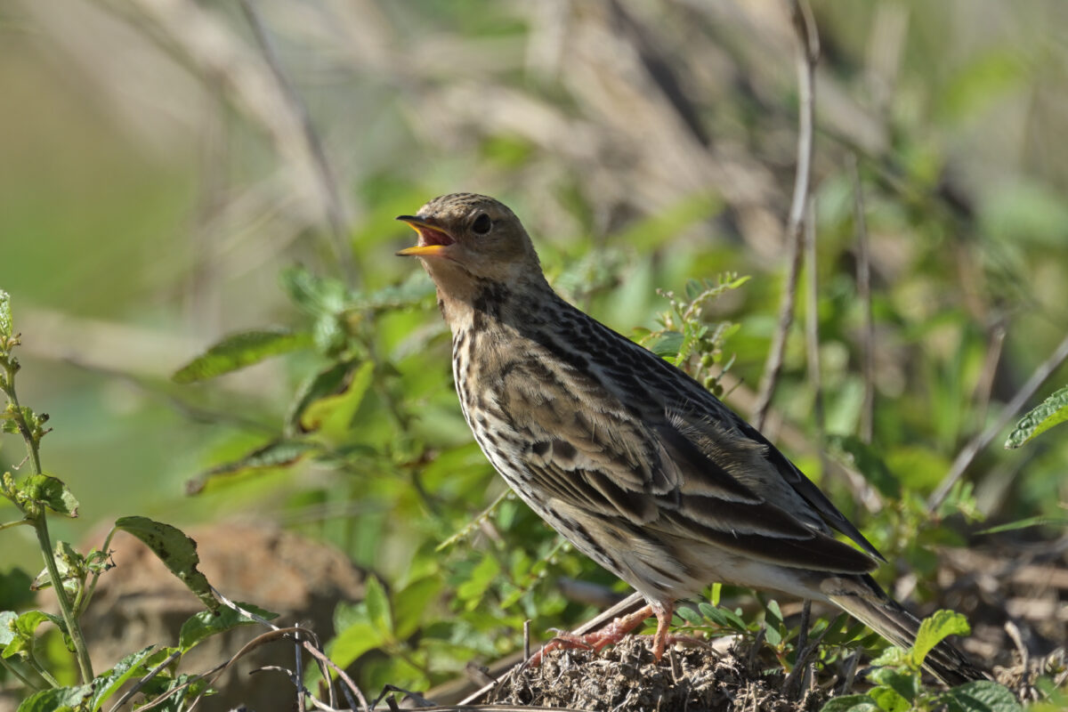 ムネアカタヒバリ
西表島
美原の田んぼ
