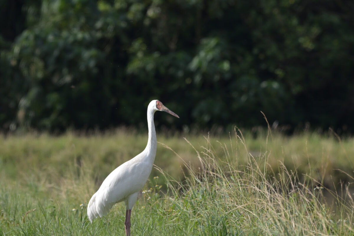 ソデグロヅル
西表島
ミダラの田んぼ