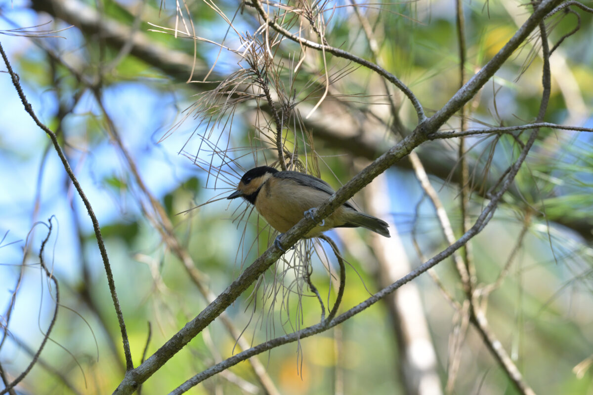 オリイヤマガラ
西表島
祖納岳