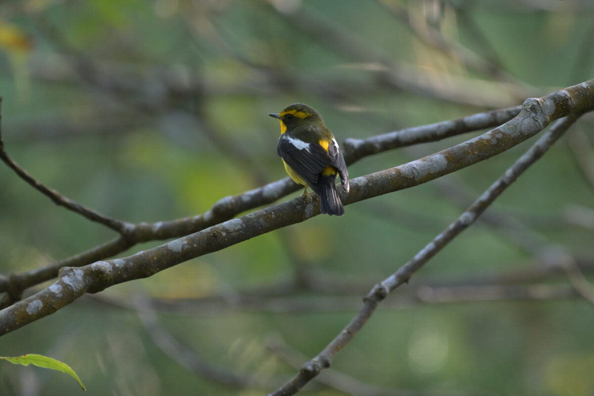 リュウキュウキビタキ
リュウキュウキビタキ♂
リュウキュウキビタキ雄
西表島
祖納岳