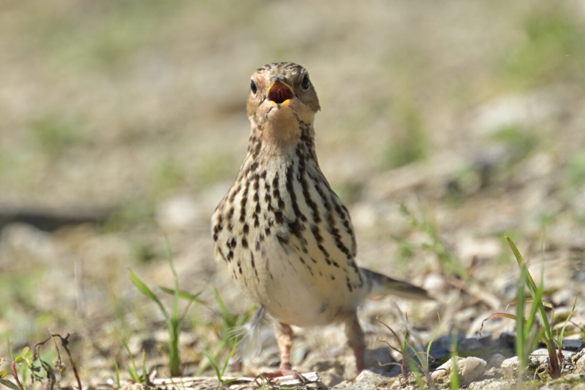ムネアカタヒバリ
西表島
美原の田んぼ