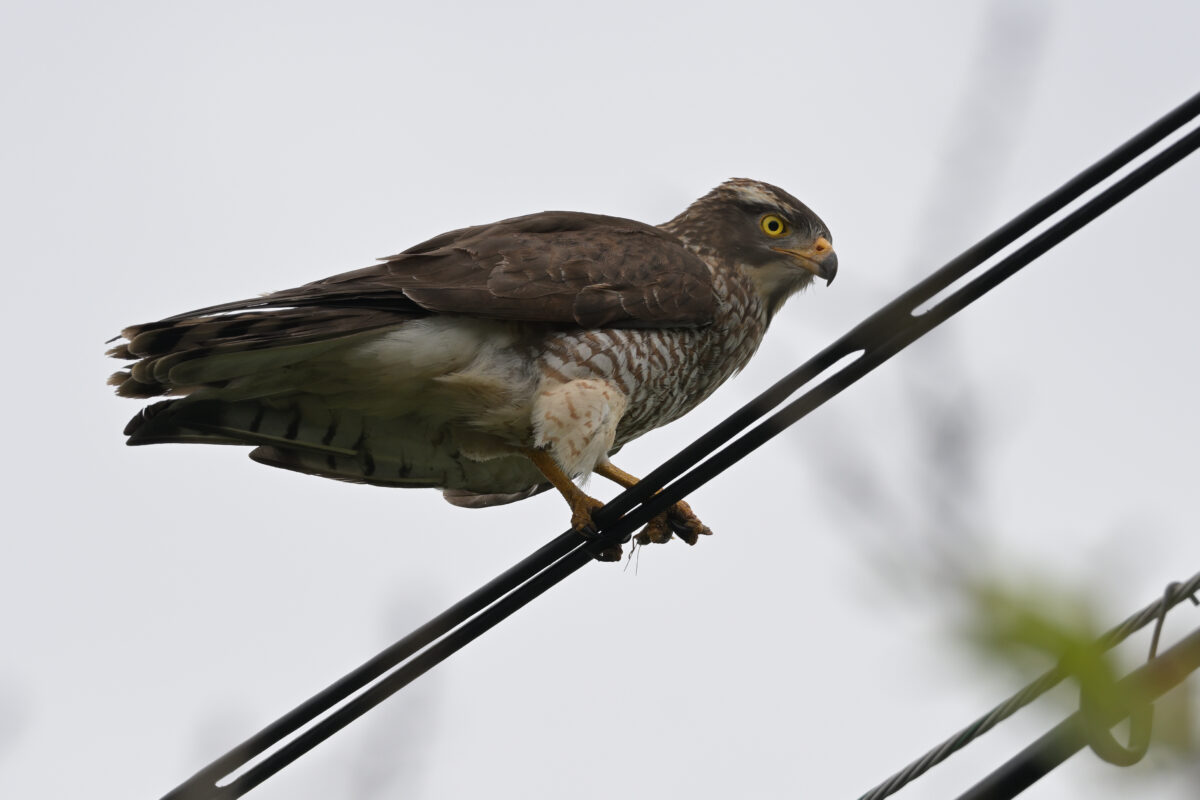 サシバ
サシバ♀
サシバ雌
西表島
県道沿い