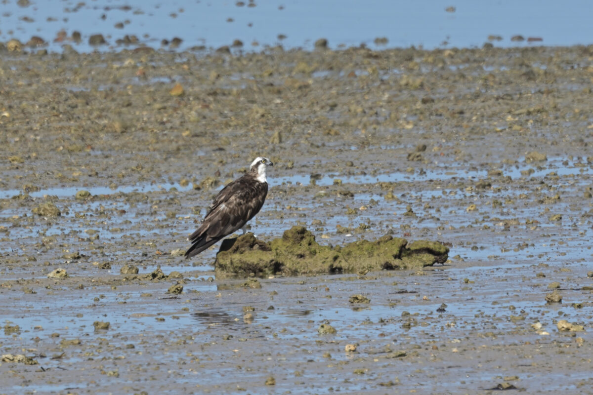 ミサゴ
西表島
ホネラ