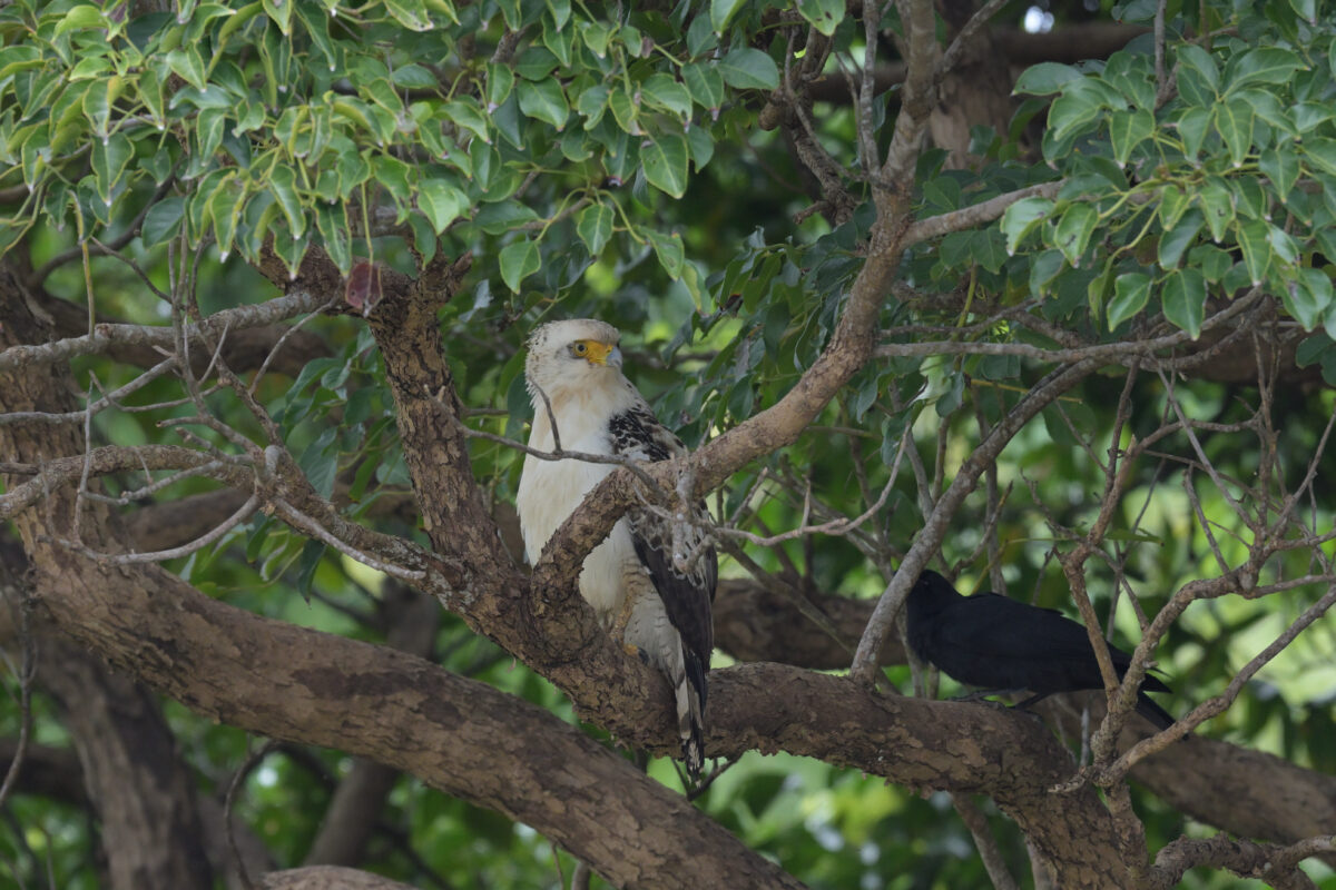 カンムリワシ
カンムリワシ幼鳥
西表島
オオホラダ