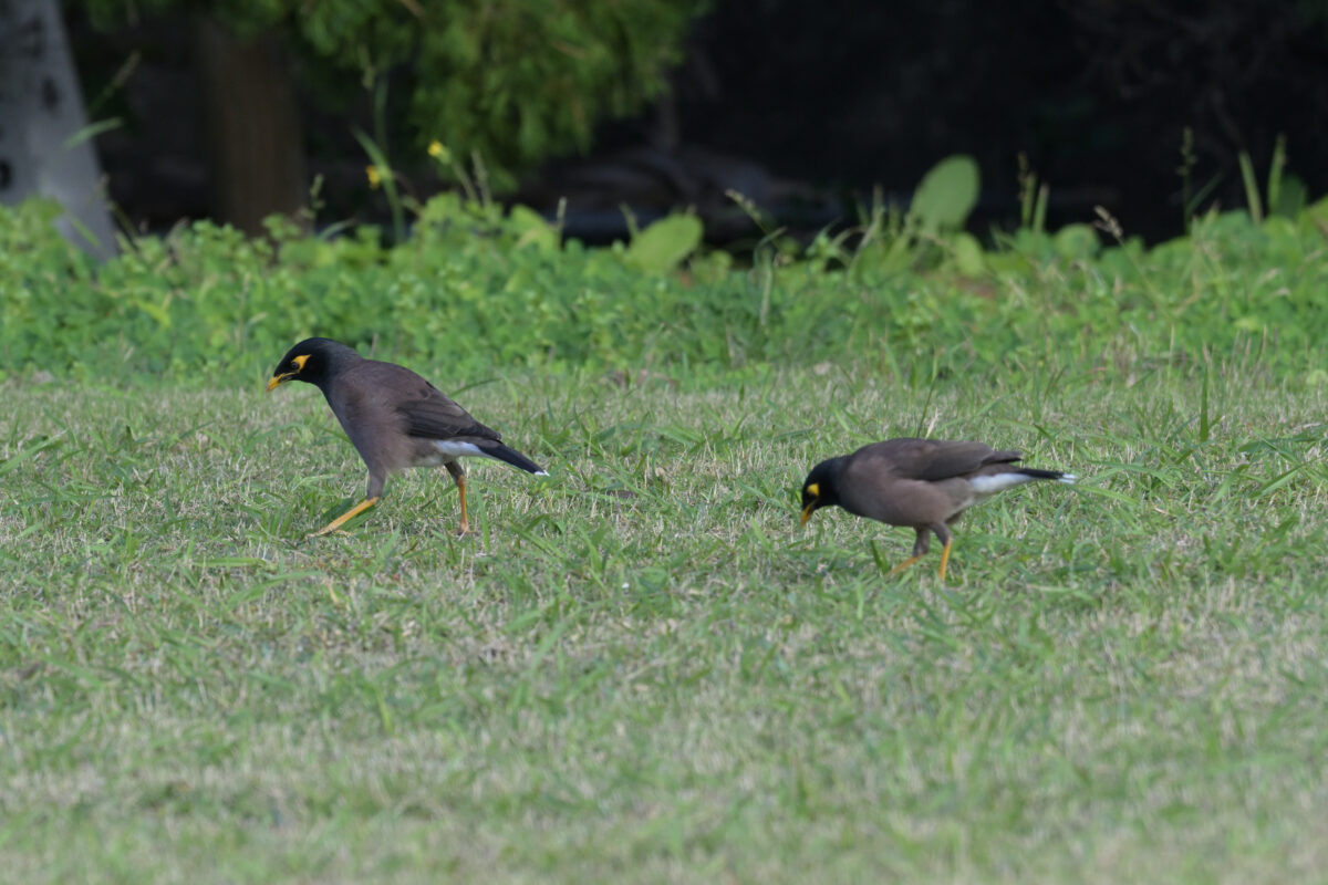 インドハッカ
西表島
離島振興総合センター